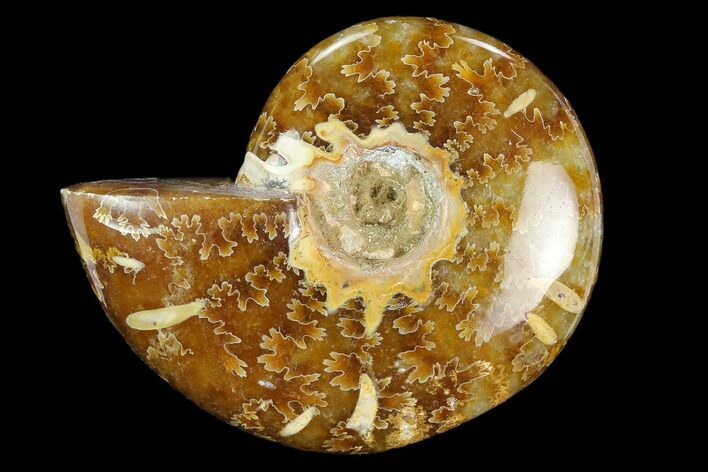 Polished Agatized Ammonite (Cleoniceras) - Madagascar #119140
